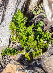 Asplenium chathamense. Mature plant growing on coastal rock.
 Image: J.R. Rolfe © Jeremy Rolfe All rights reserved